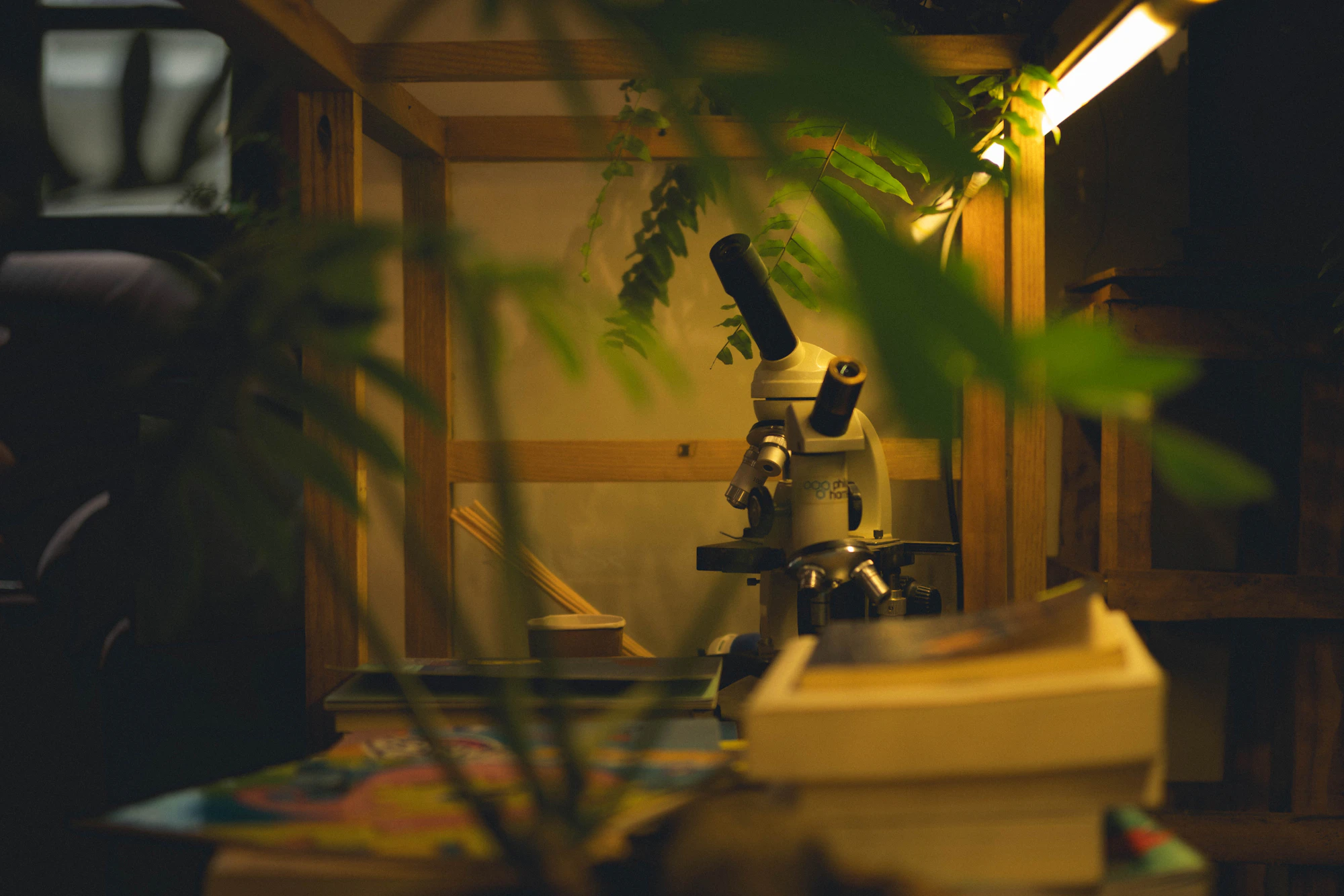 A microscope on a wooden shelf under a lamp, with plants in front