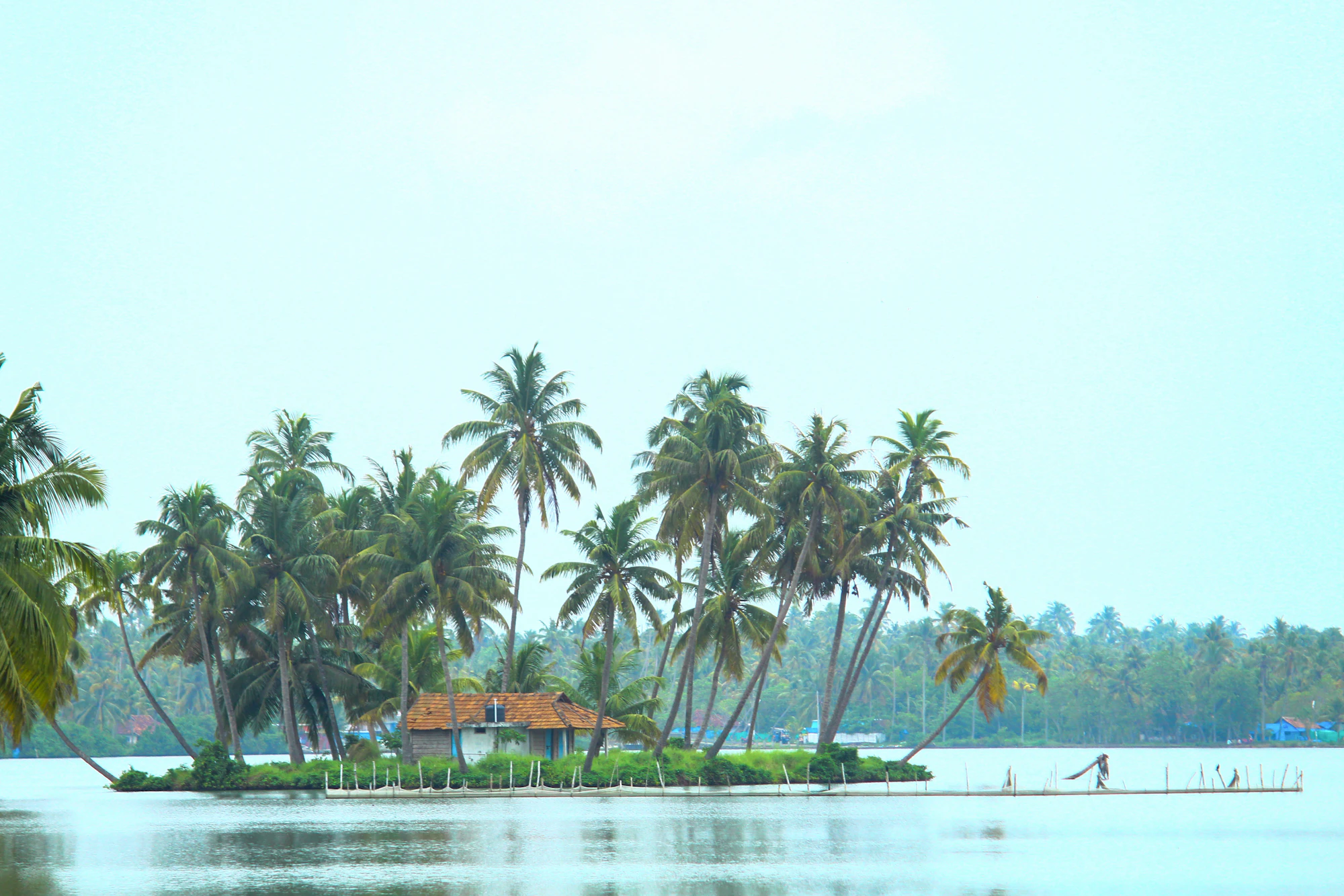 Coconut palms on a small island in the backwater