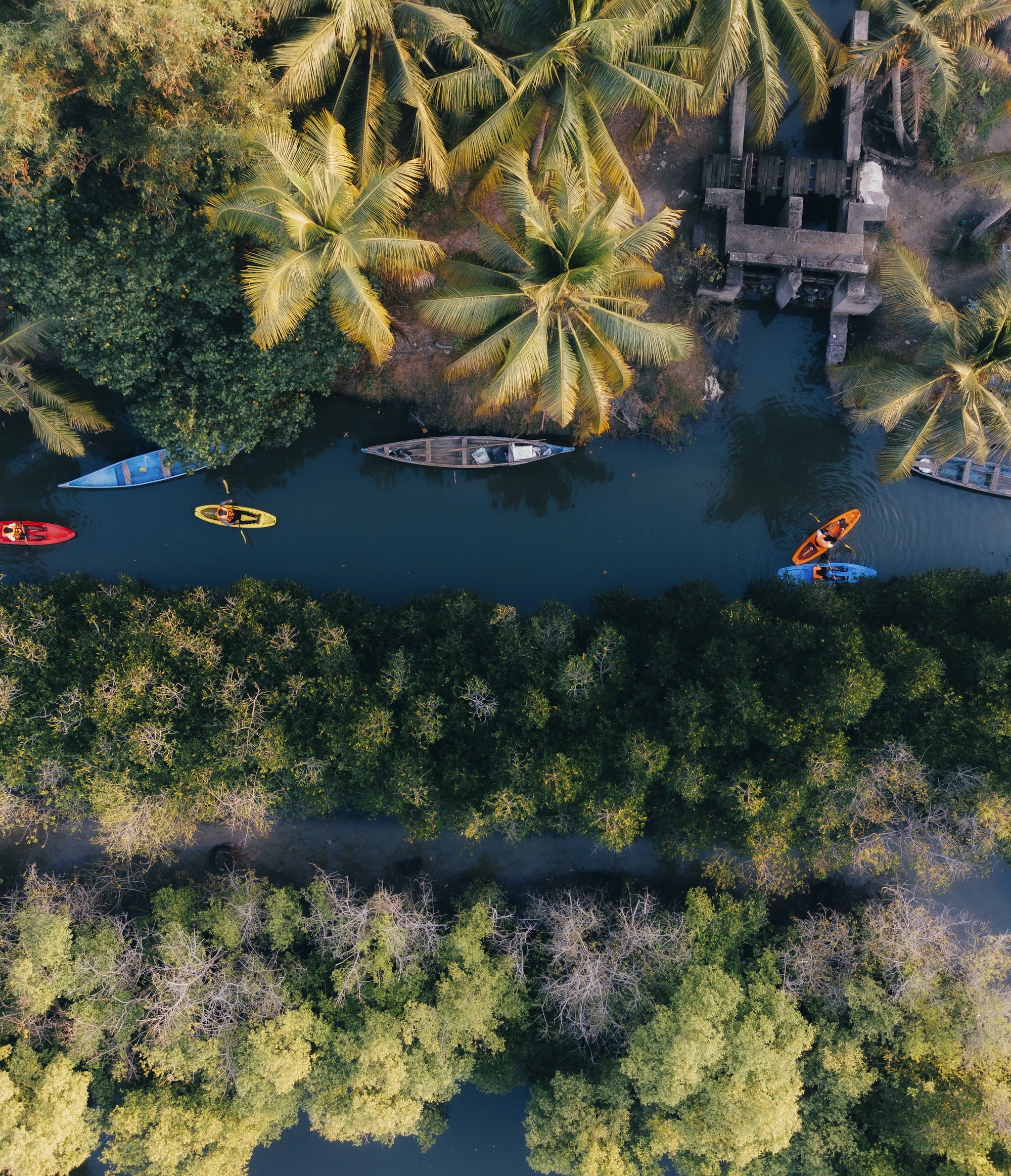 Canoes on a canal between mangroves, from above
