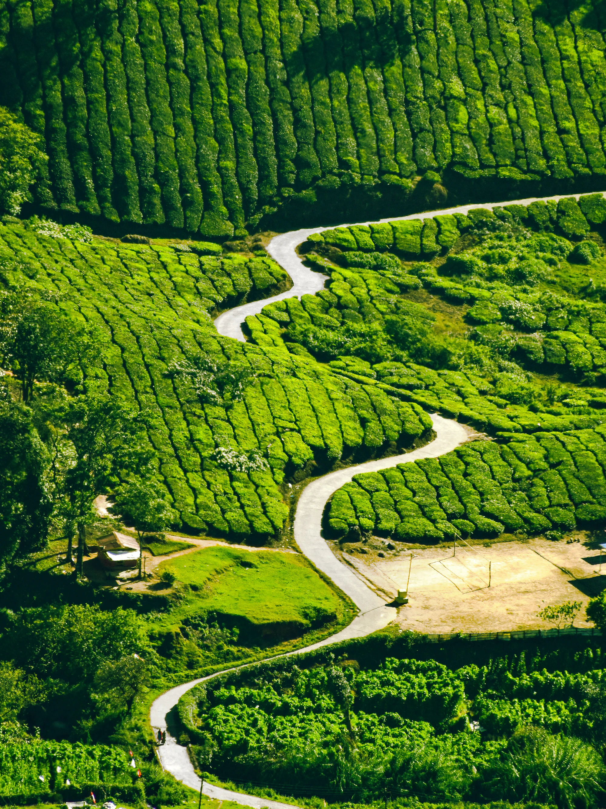 Road winding through tea plantations seen from above