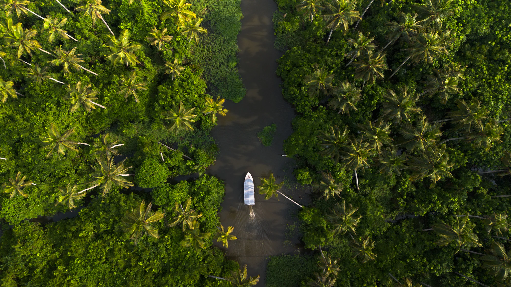 Aerial view of a boat on a canal between coconut palms